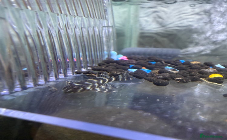 Plecos fish - Advert 5