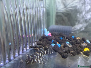 Plecos fish - Advert 33