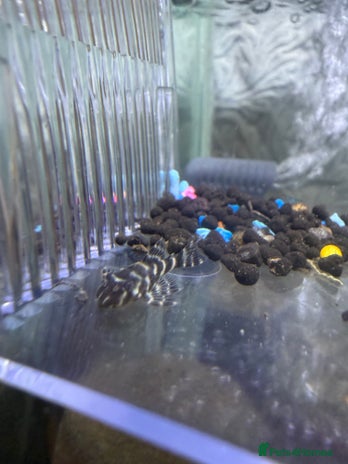 Plecos fish - Advert 1