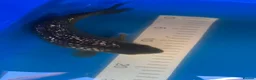 Koi Carp fish for sale: High quality Japanese koi for sale  - Advert 5