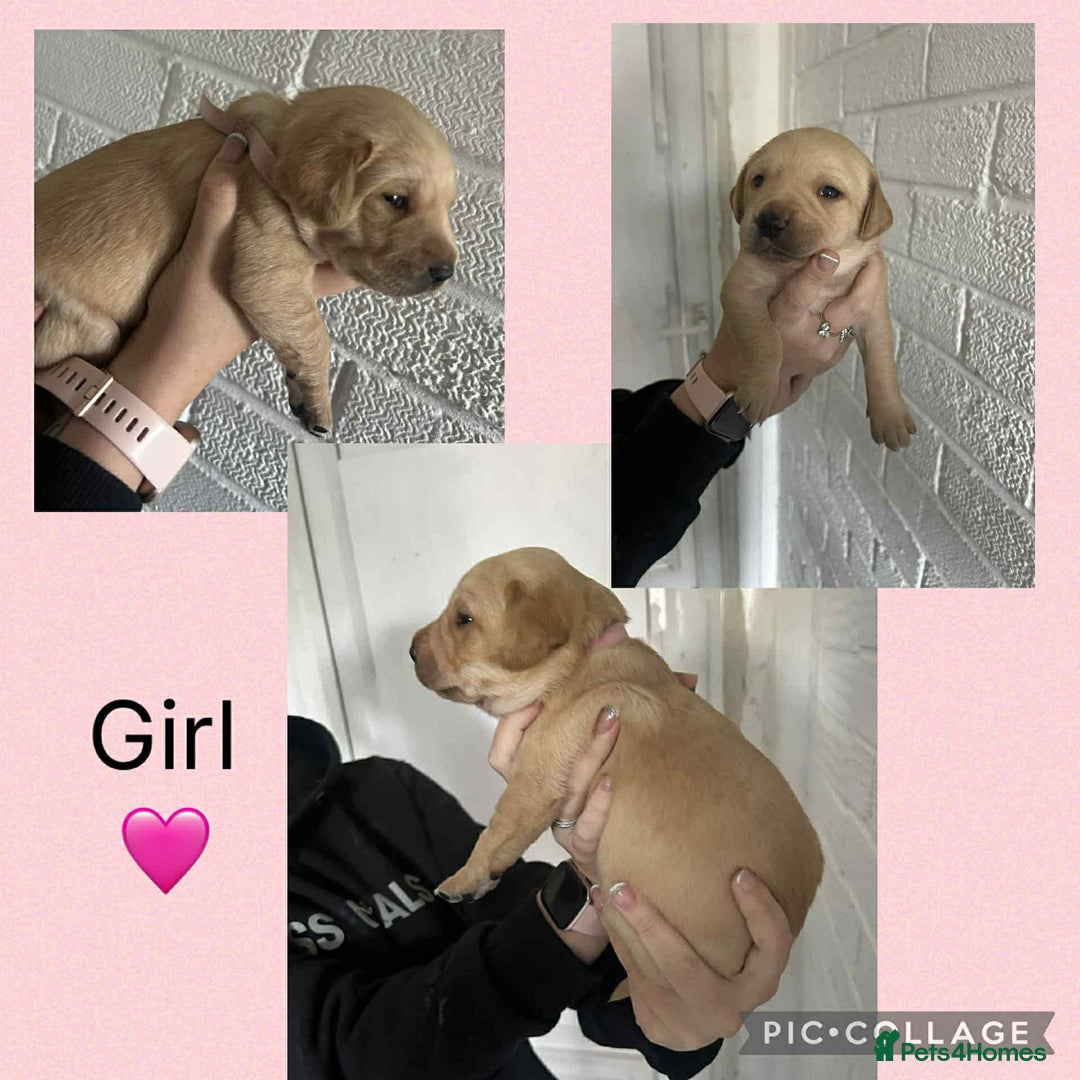 Labrador Retriever dogs for sale: BEAUTIFUL Female Labrador Puppy - Advert 1