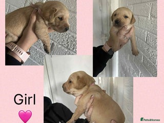 Labrador Retriever dogs BEAUTIFUL Female Labrador Puppy - Advert 2