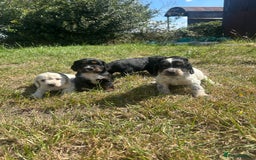 Sprocker dogs for sale: Sprocker puppies - Image 1