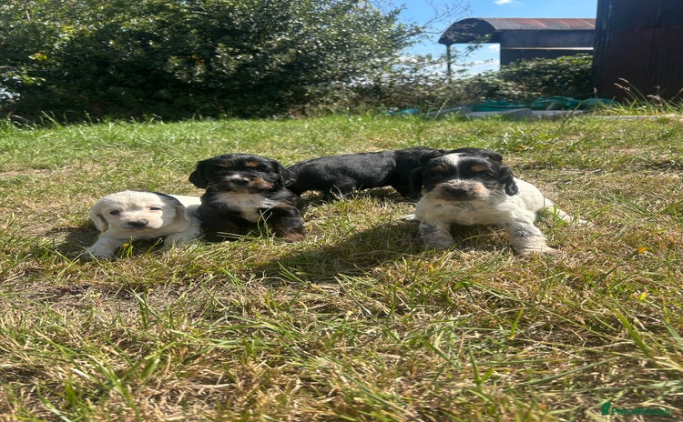 Sprocker dogs - Advert 1