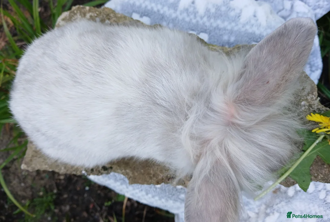 Mini Lion Lop rabbits for sale: Stunning DM Lionhead x minilop baby rabbit - Advert 5