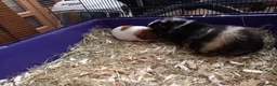 Guinea Pig rodents for sale: Male Guinea Pig pairs - Advert 5