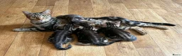 Mixed Breed cats for sale: Mixed Bread Kittens  - Advert 21