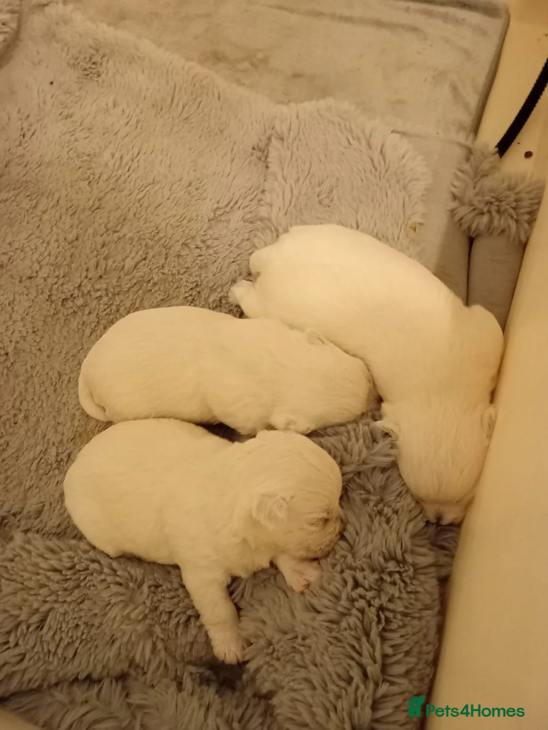 West Highland Terrier dogs for sale: West highland white terrier puppies  in Chichester - Advert 2