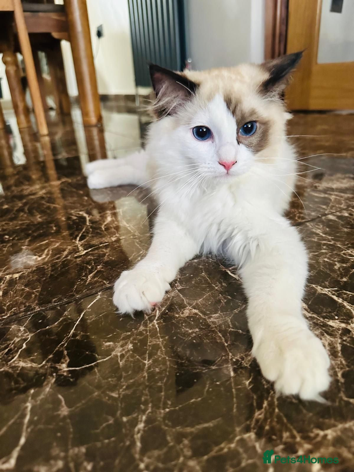 Ragdoll cats  Tica registered full pedigree ragdolls - Advert 20