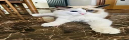 Ragdoll cats for sale:  Tica registered full pedigree ragdolls - Advert 3