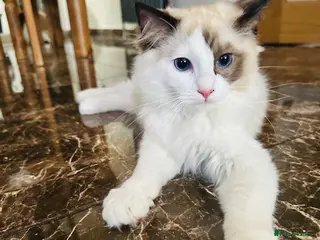 Ragdoll cats Tica registered full pedigree ragdolls - Advert 1