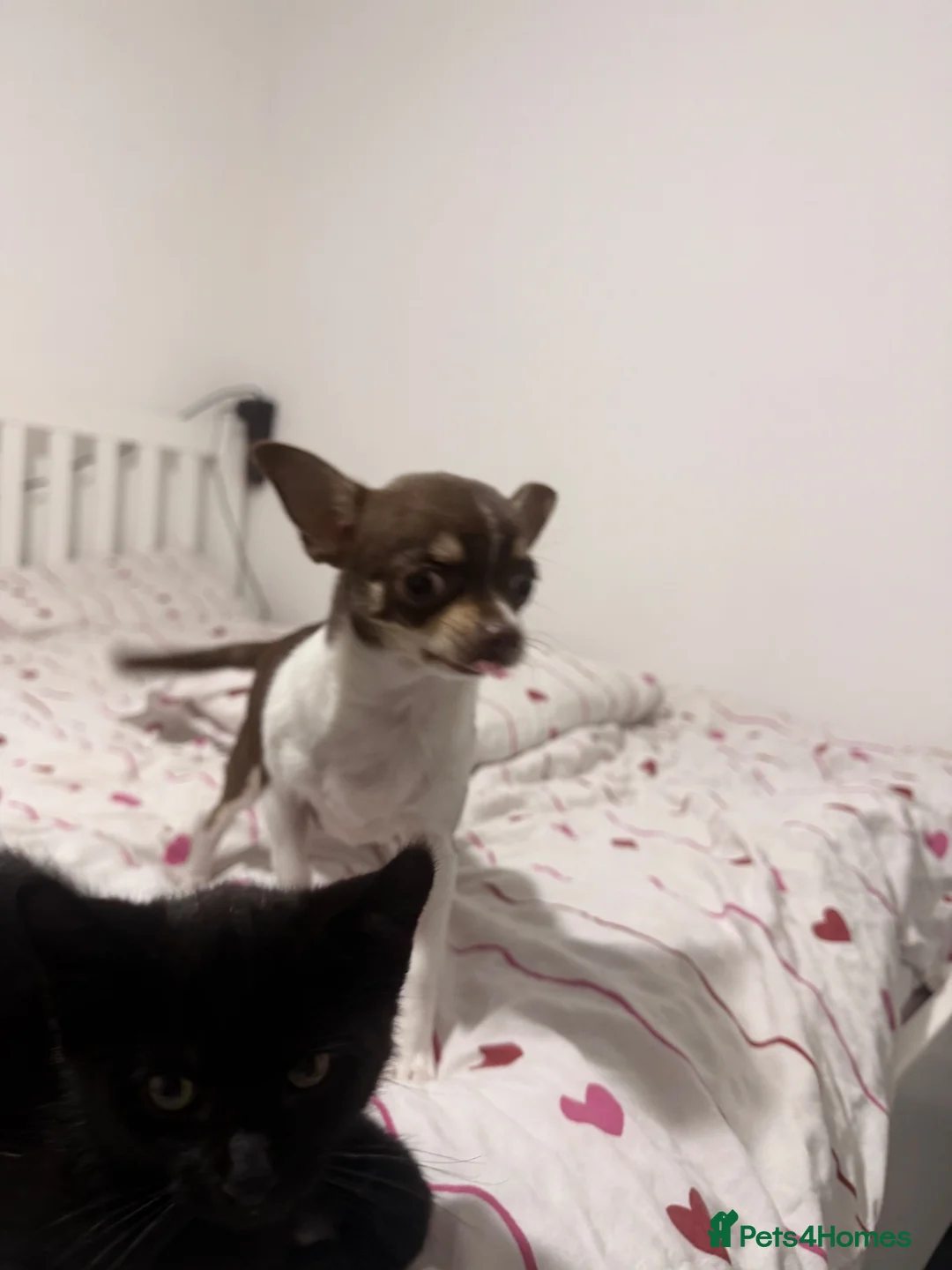 Chihuahua dogs for sale: Rocky - Advert 1
