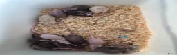 Mouse rodents for sale: Fancy pet mice for sale £8 each  - Advert 3