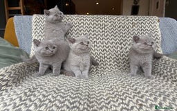 British Shorthair cats for sale: 4 British shorthair kittens ready now  - Image 3