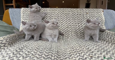 British Shorthair cats - Advert 11