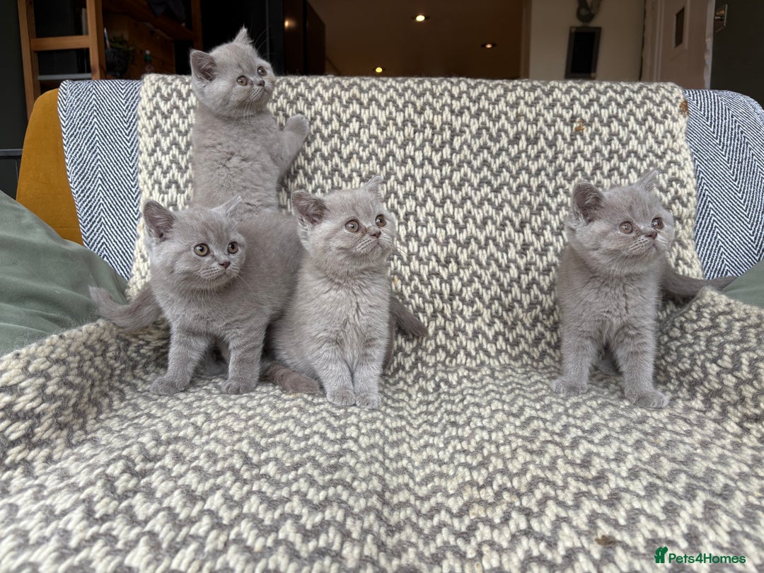 British Shorthair cats for sale: 4 British shorthair kittens ready now  - Image 3