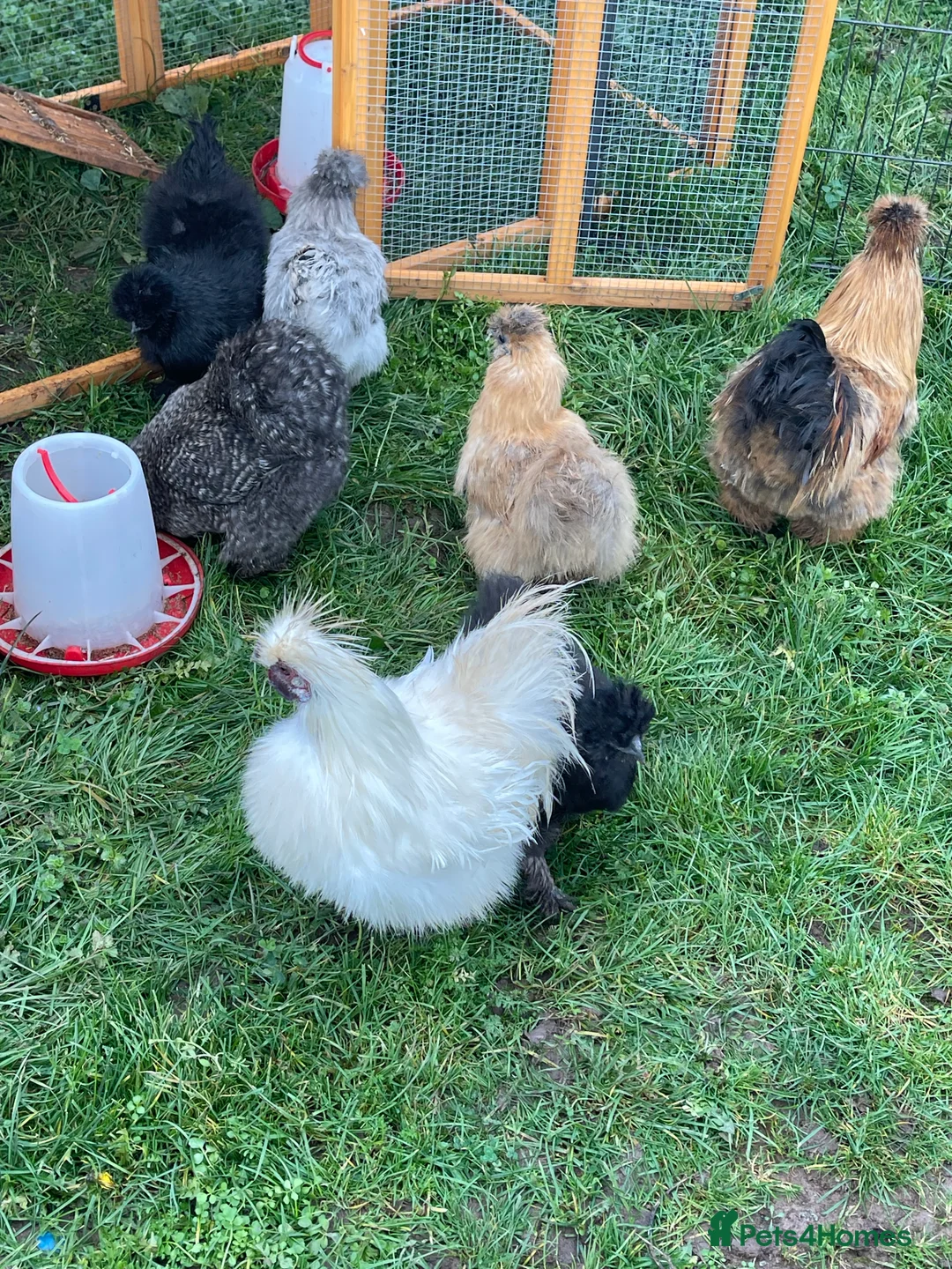 Chickens poultry for sale: 1 and 2 day old silkie chicks available  - Advert 7