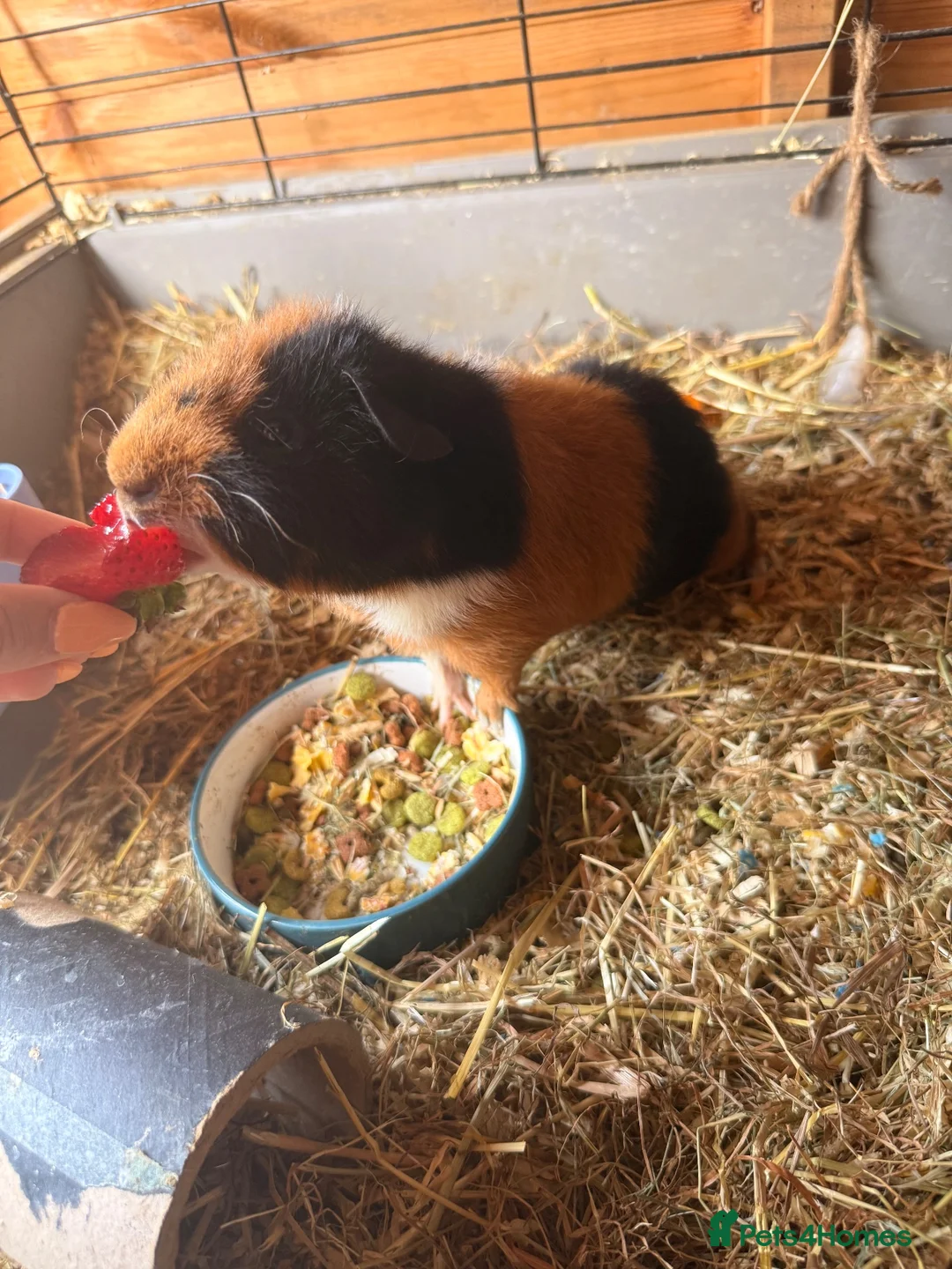 Guinea Pig rodents for sale: Guinea pigs  - Advert 2