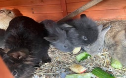 Mini Lop rabbits for sale: A Mix of Mini lop and Mini Lion Lop - Image 28