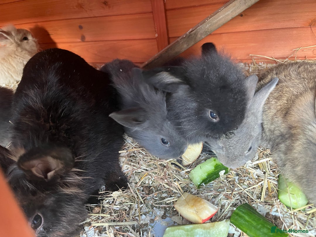 Mini Lop rabbits for sale: A Mix of Mini lop and Mini Lion Lop - Image 28