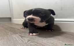 American Bully dogs for sale: Pocket bully - Image 11