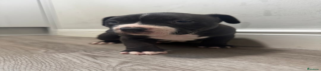 American Bully Puppy 5