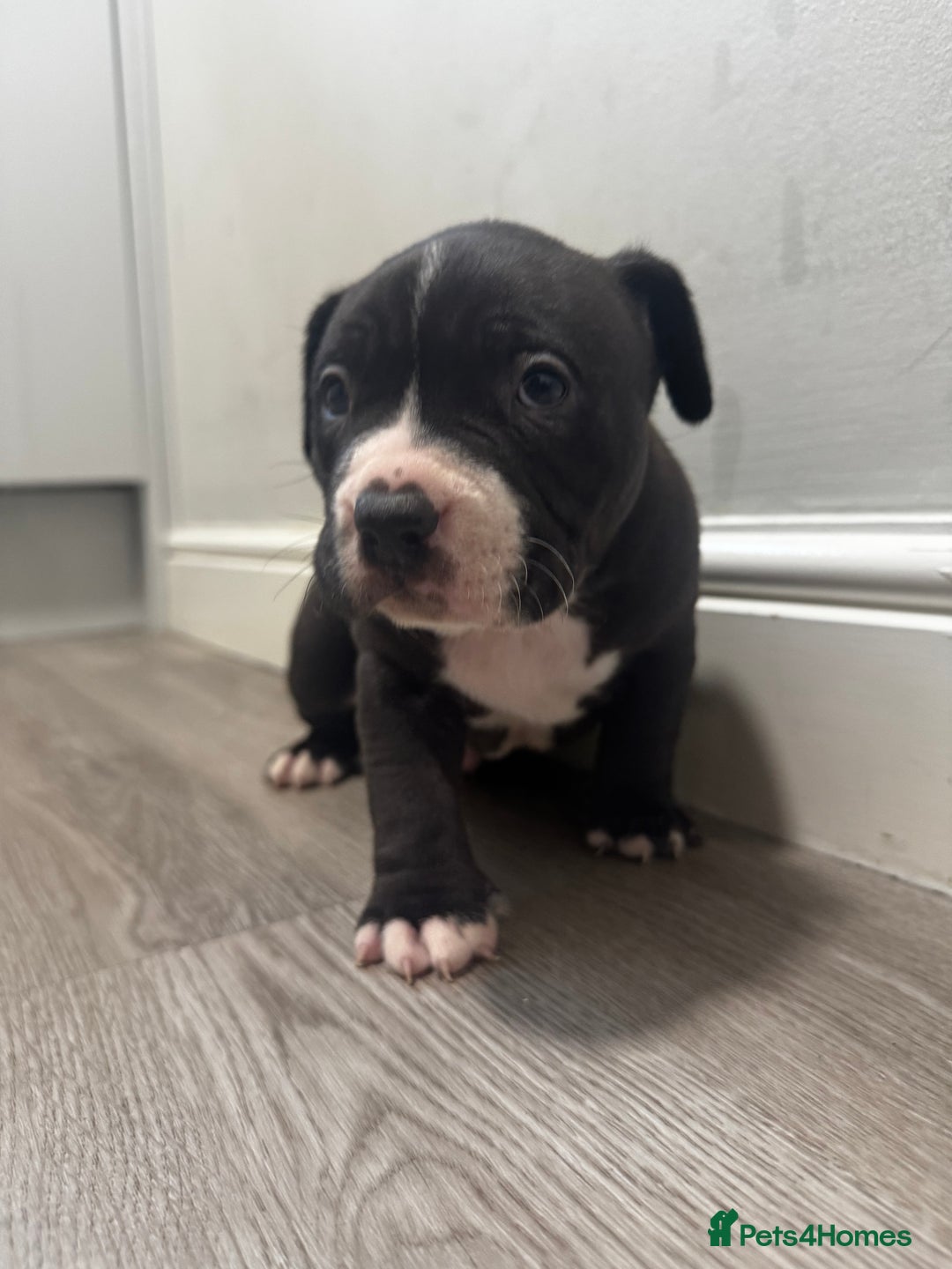 American Bully dogs for sale: Pocket bully - Image 11