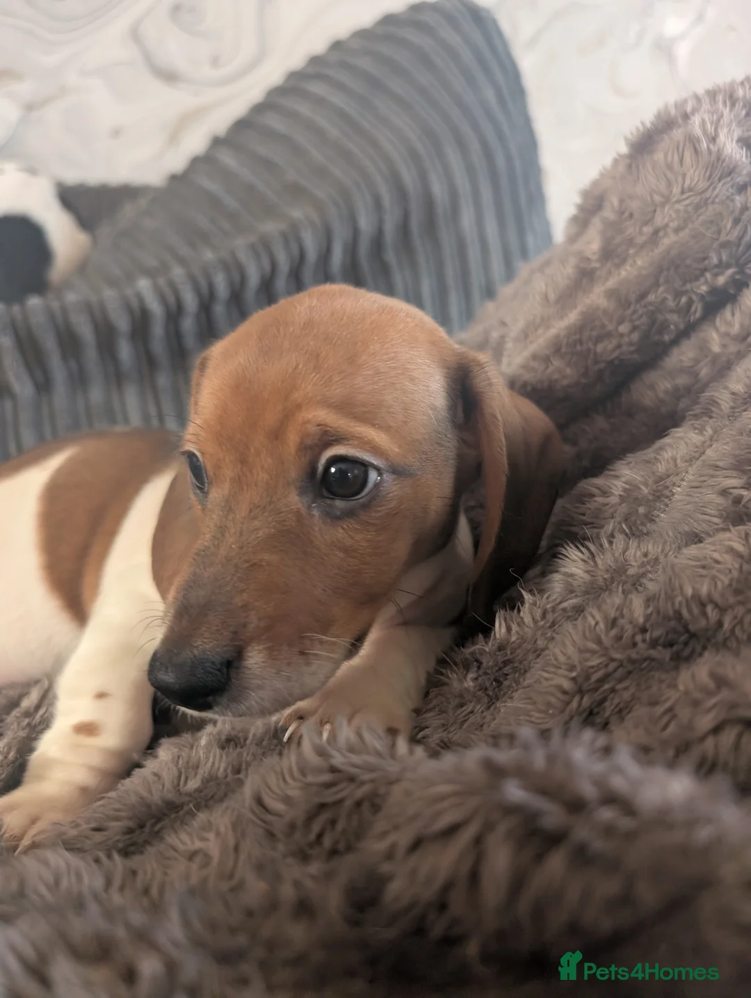Dachshund dogs for sale: 5 Beautiful Dachshund puppies available  - Advert 8