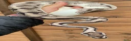 Python Snake reptiles for sale: Ball pythons  - Advert 4
