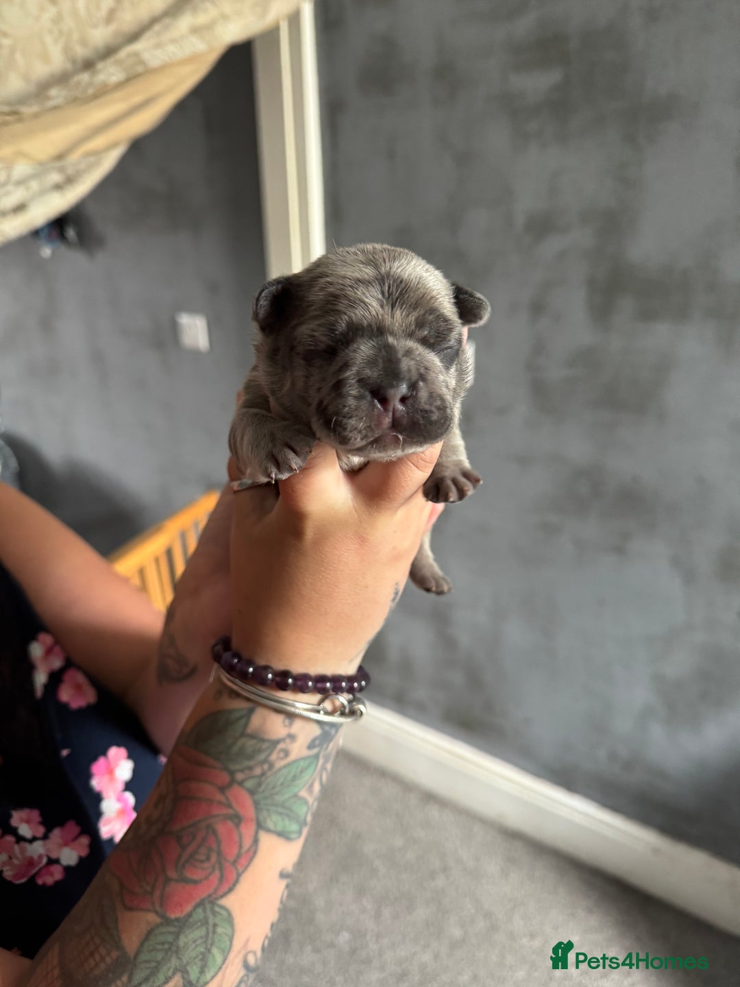 French Bulldog dogs for sale: Lilac Merle and Cream ghost Merle  in Stoke-on-Trent - Image 19
