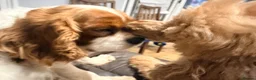 Cavapoo dogs for sale: Exceptional F1 Toy Cavapoos-Health Tested Parents - Advert 6