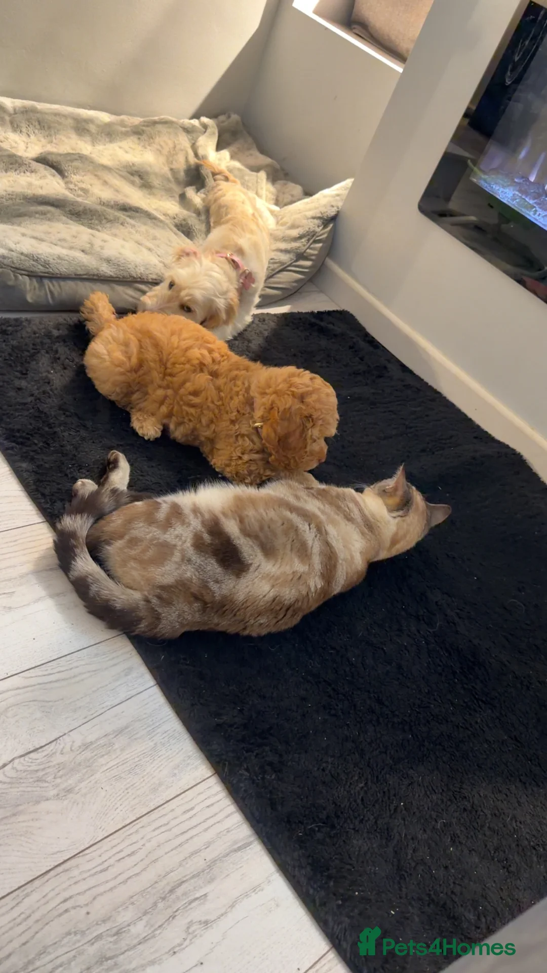 Cockapoo dogs for sale: Female cockapoo - Advert 6