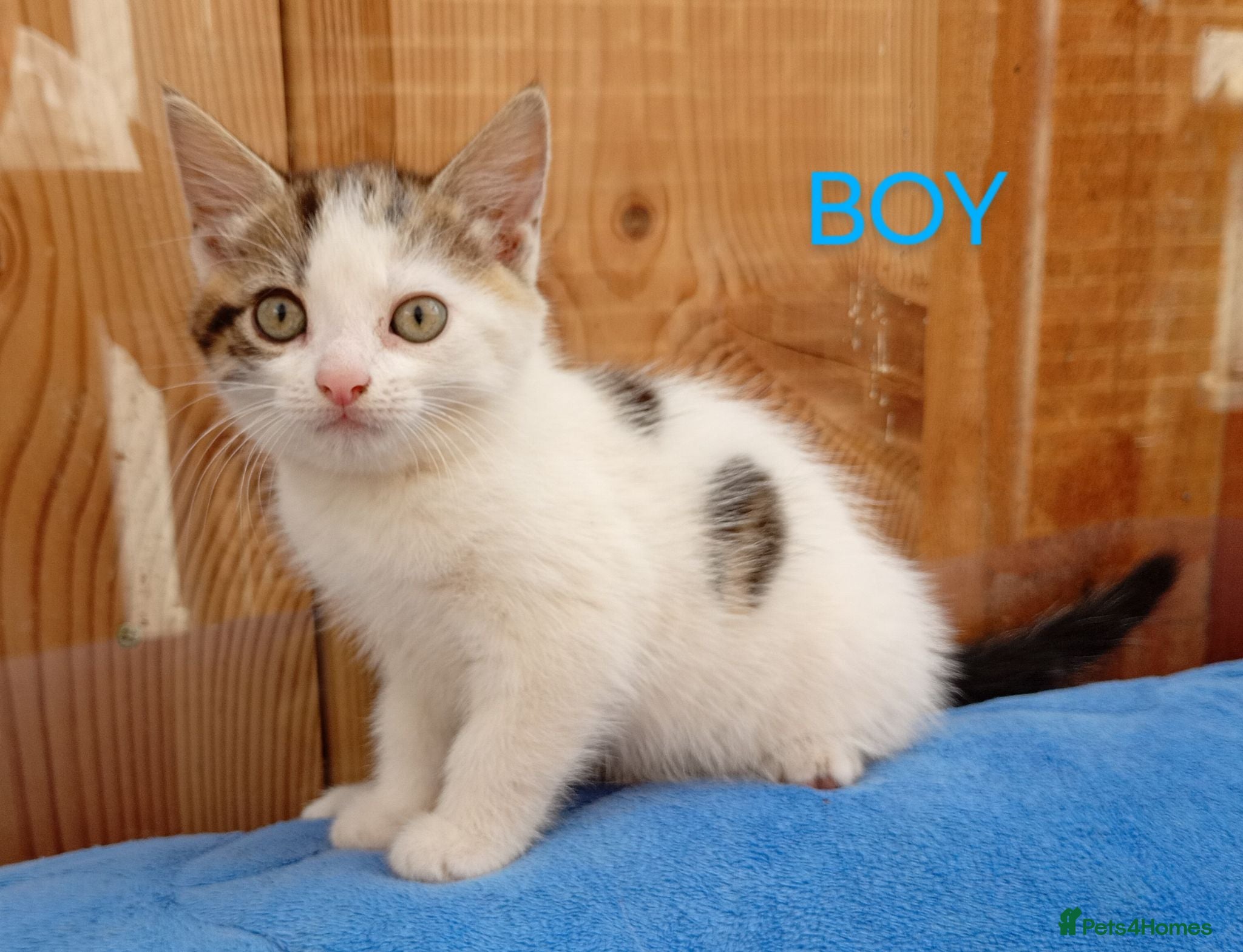 Mixed Breed cats Lovely playful kittens looking for a new home  - Advert 2