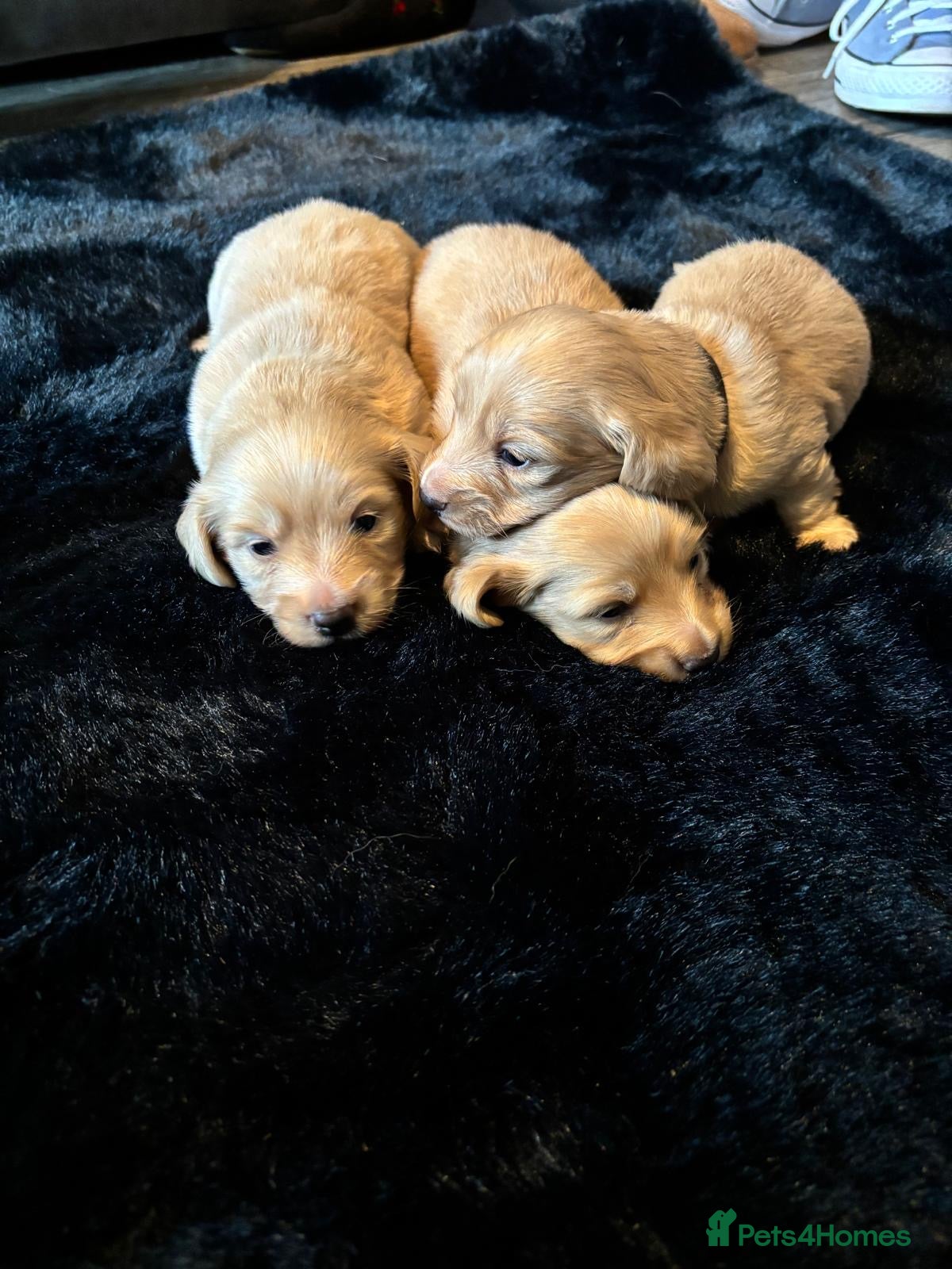 Miniature Dachshund dogs Beautiful cream long haired miniatures - Advert 1