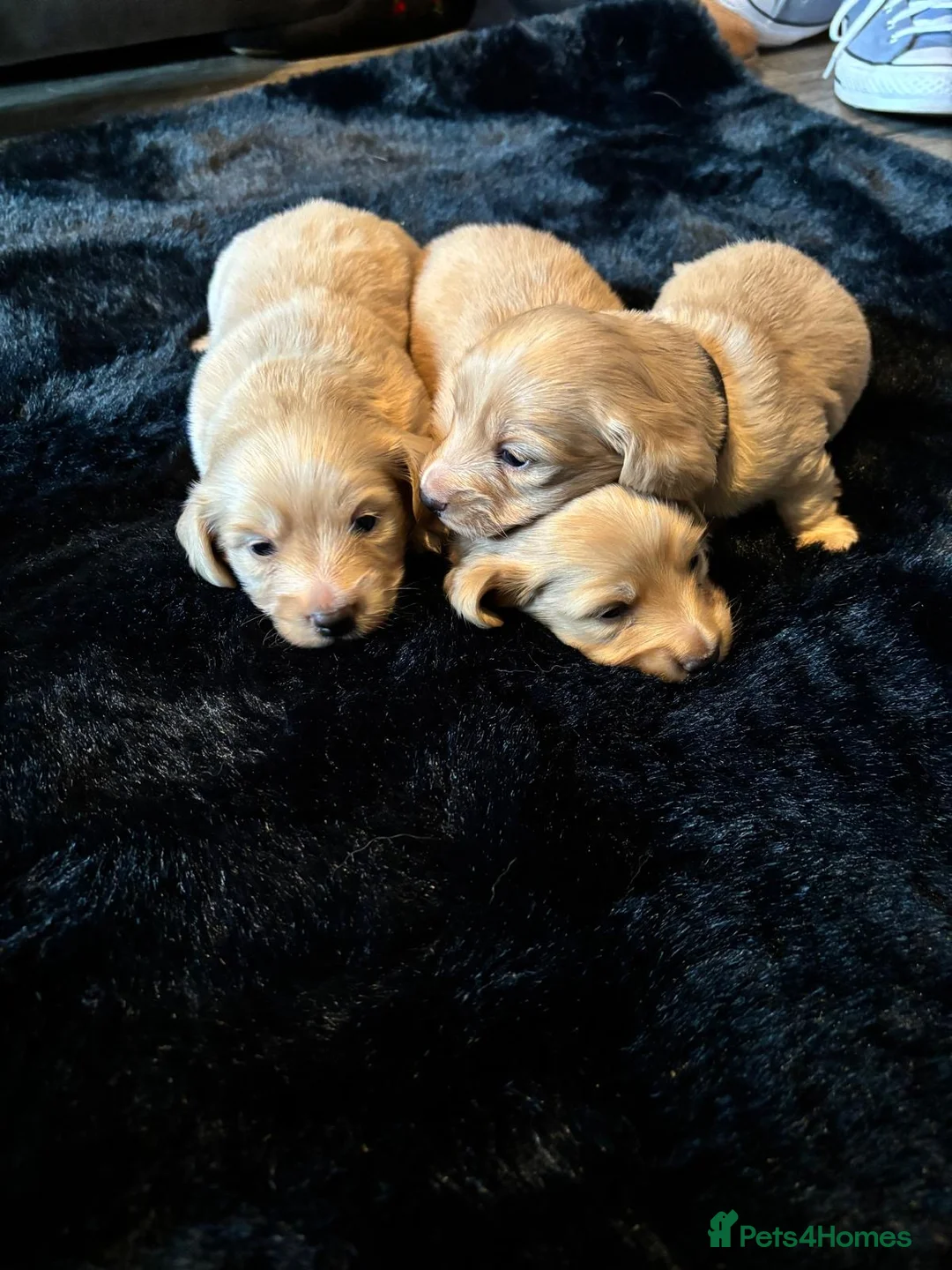 Miniature Dachshund dogs for sale: Beautiful cream long haired miniatures - Advert 1