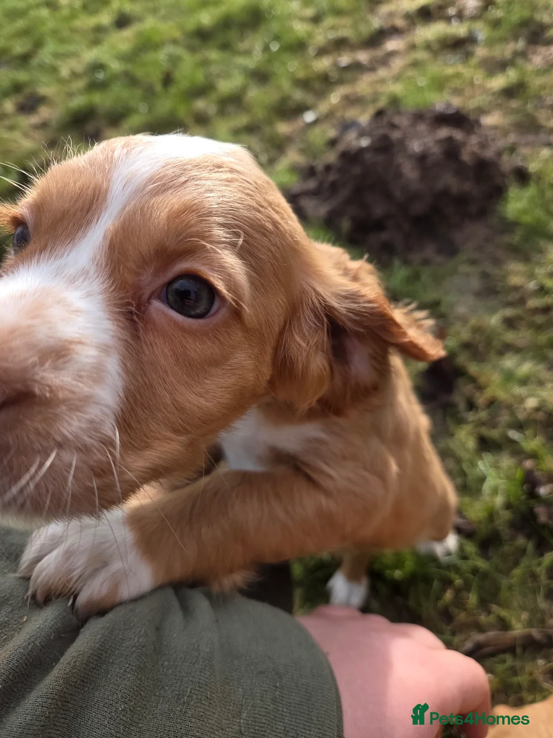 Cocker Spaniel dogs for sale: Cocker spaniel bitch  - Advert 2