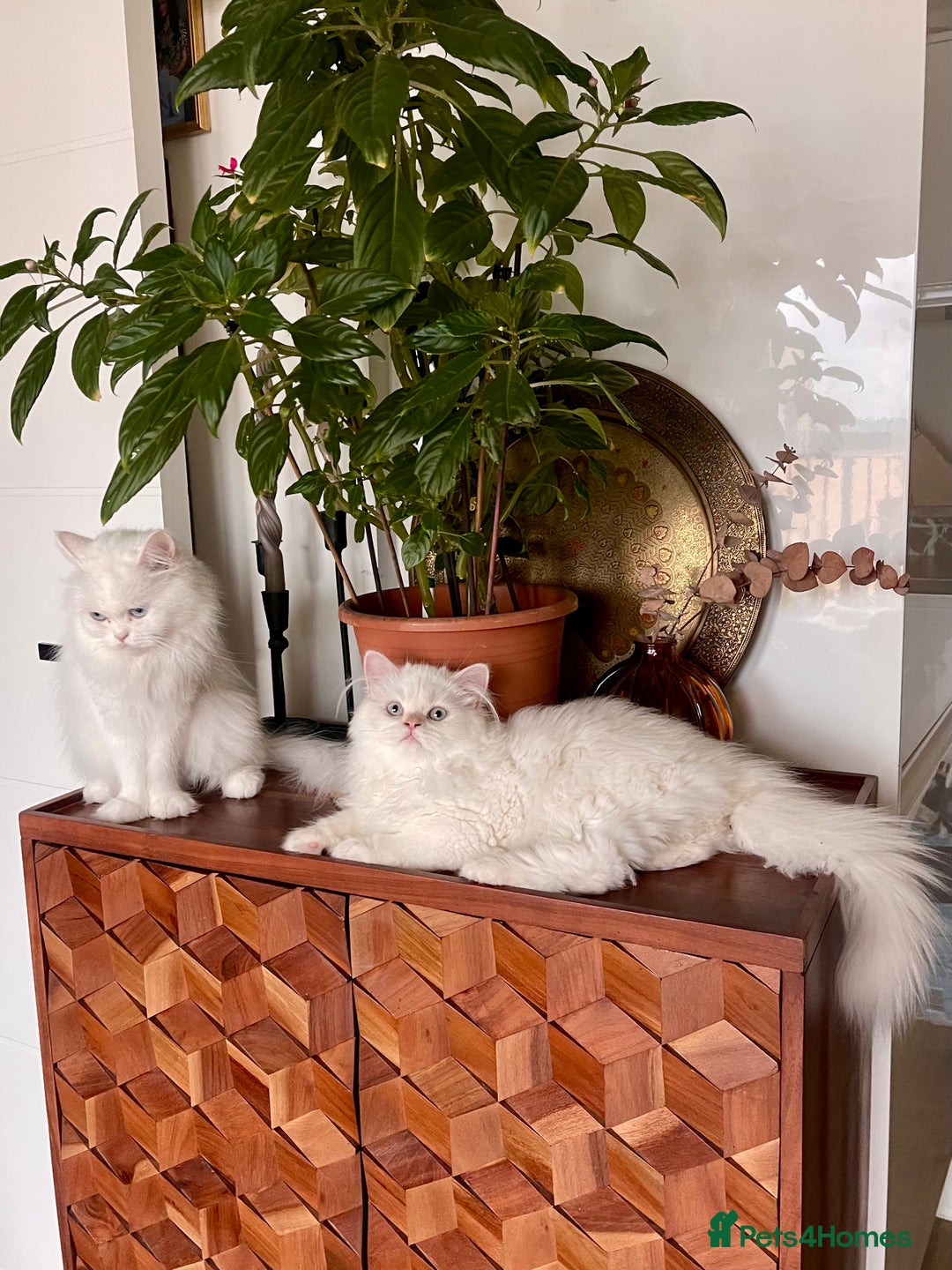 Persian cats for sale: Persian chinchilla kitten  - Image 5