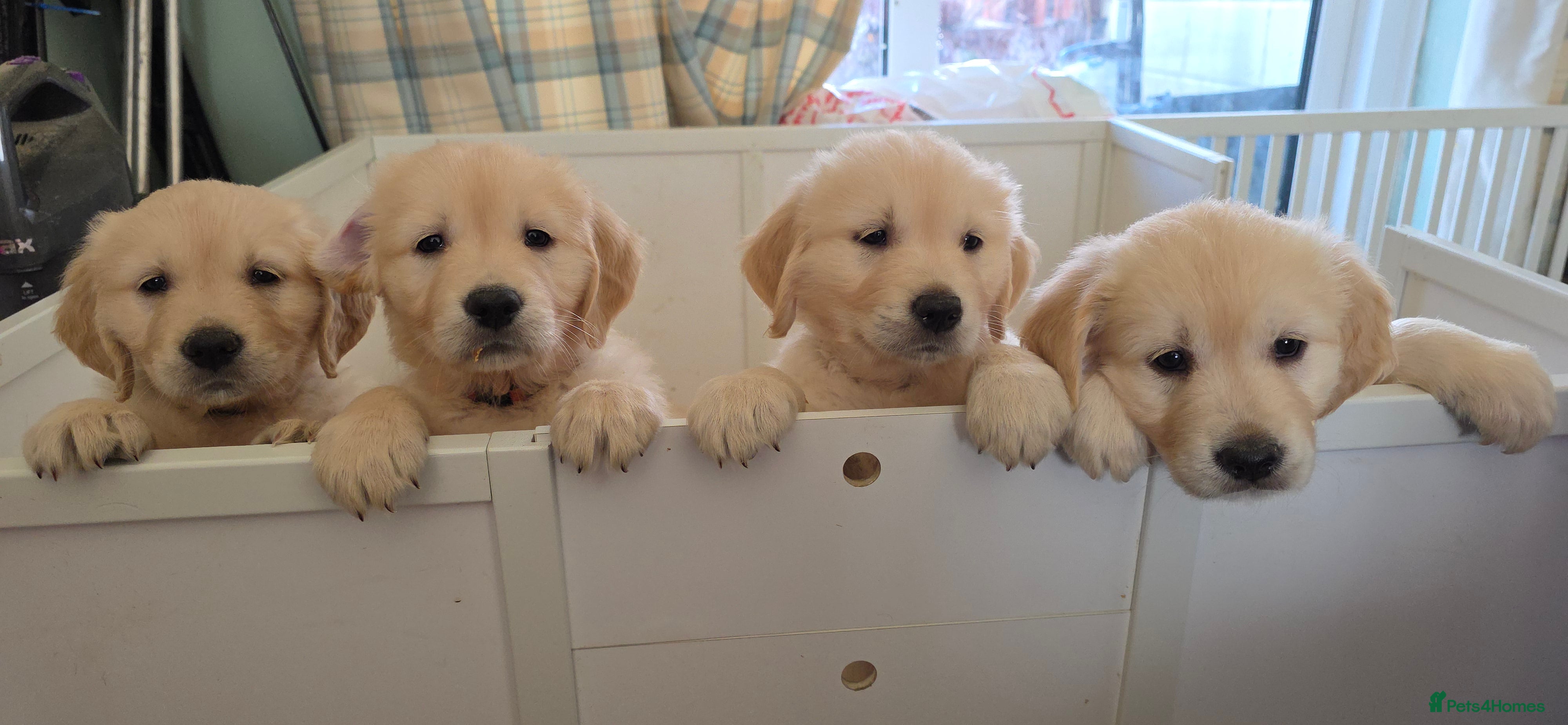 Golden Retriever dogs RKC reg Golden Retriever puppies - Advert 9