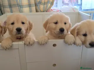 Golden Retriever dogs Golden Retriever bitch puppy Royal Kennel club reg - Advert 15