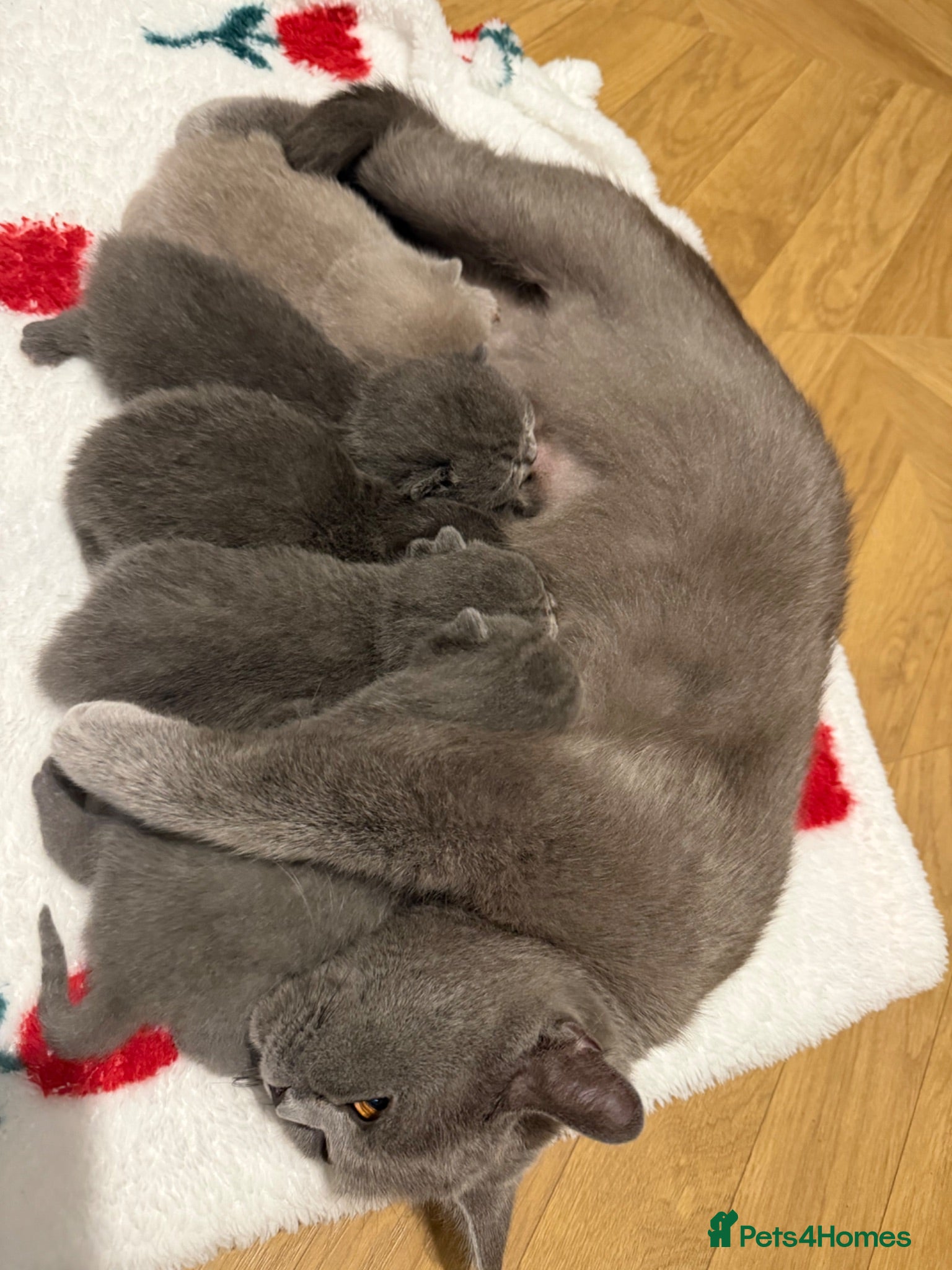 British Shorthair cats British Shorthair Kittens in Birmingham  - Advert 1
