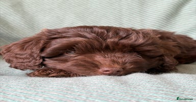 Cockapoo dogs - Advert 5