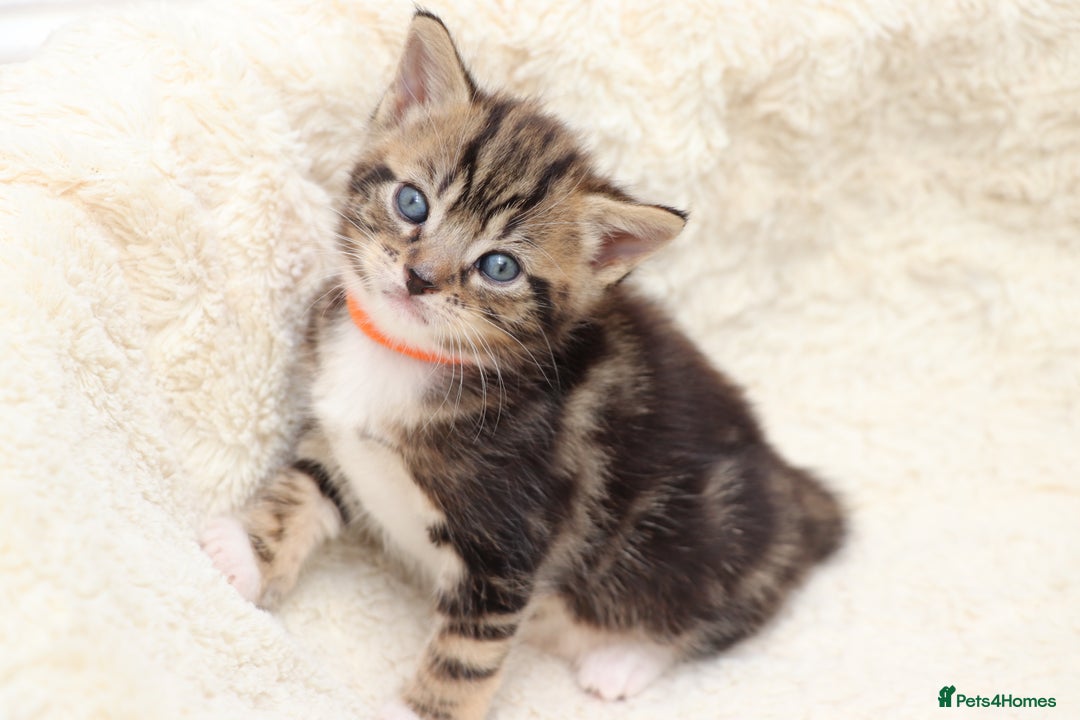 Mixed Breed cats for sale: Beautiful Kittens - Image 14