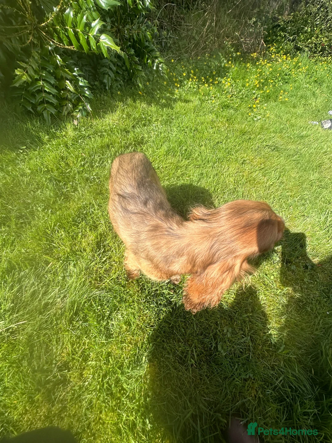 Cocker Spaniel dogs for sale: Stunning sable show girl - Advert 7