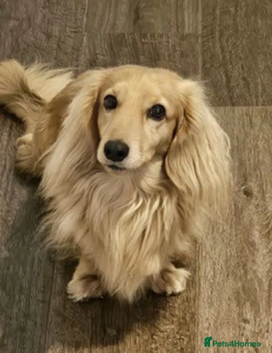 Miniature Dachshund dogs for sale: Waiting List Now Open for Exceptional Litter - Advert 1