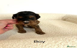 Cockapoo dogs for sale: Amazing mix of colours F1 Cockapoo pups - Image 13