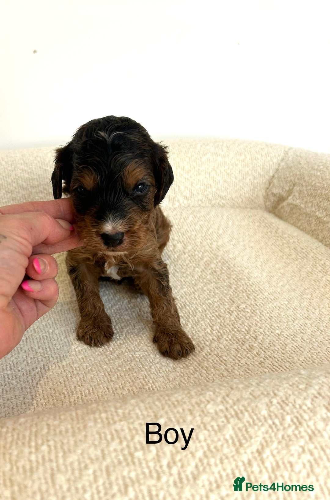 Cockapoo dogs for sale: Amazing mix of colours F1 Cockapoo pups - Image 13
