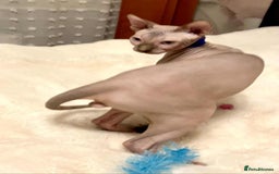 Sphynx cats for sale: Adorable Sphynx Kitten for sale  - Image 7