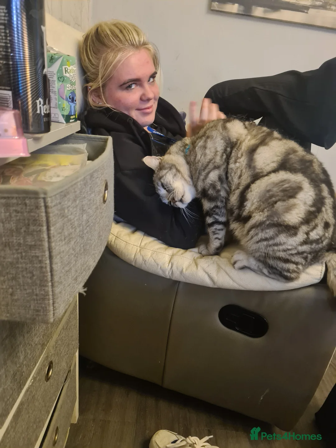 American Shorthair cats for sale: American short hair cat in South Ockendon - Advert 2