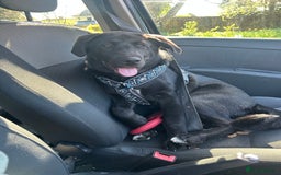 Mixed Breed dogs for sale: Bear, 7 Month old Lab/Akita - £500 - Image 2