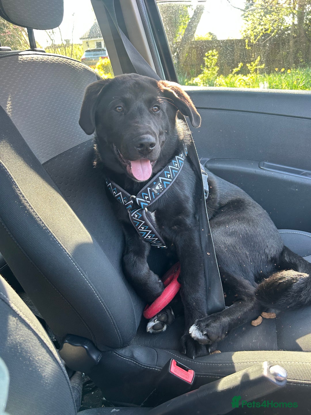 Mixed Breed dogs for sale: Bear, 7 Month old Lab/Akita - £500 - Image 2